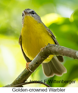 Golden-crowned Warbler - © James F Wittenberger and Exotic Birding LLC