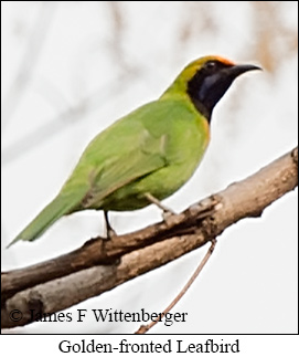 Golden-fronted Leafbird - © James F Wittenberger and Exotic Birding LLC
