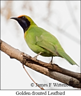 Golden-fronted Leafbird - © James F Wittenberger and Exotic Birding LLC