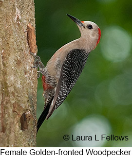 Golden-fronted Woodpecker - © Laura L Fellows and Exotic Birding LLC Golden-fronted Woodpecker - © Laura L Fellows and Exotic Birding LLC