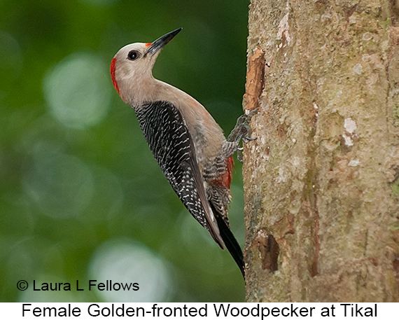 Golden-fronted Woodpecker - © Laura L Fellows and Exotic Birding LLC Golden-fronted Woodpecker - © Laura L Fellows and Exotic Birding LLC