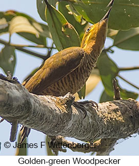 Golden-green Woodpecker - © James F Wittenberger and Exotic Birding LLC