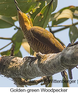 Golden-green Woodpecker - © James F Wittenberger and Exotic Birding LLC