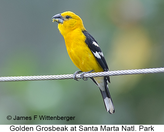 Golden Grosbeak - © James F Wittenberger and Exotic Birding LLC