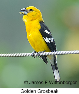 Golden Grosbeak - © James F Wittenberger and Exotic Birding LLC