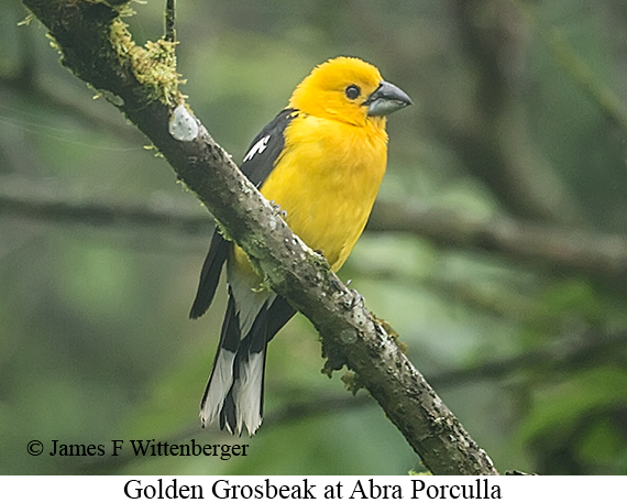 Golden Grosbeak - &copy; James F Wittenberger and Exotic Birding LLC