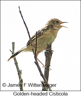 Golden-headed Cisticola - © James F Wittenberger and Exotic Birding LLC