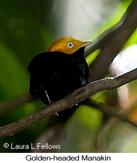 Golden-headed Manakin - © Laura L Fellows and Exotic Birding LLC Golden-headed Manakin - © Laura L Fellows and Exotic Birding LLC