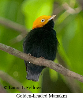 Golden-headed Manakin - © Laura L Fellows and Exotic Birding LLC Golden-headed Manakin - © Laura L Fellows and Exotic Birding LLC