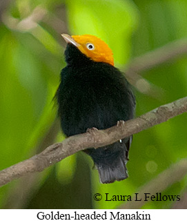 Golden-headed Manakin - © Laura L Fellows and Exotic Birding LLC