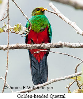 Golden-headed Quetzal - © James F Wittenberger and Exotic Birding LLC