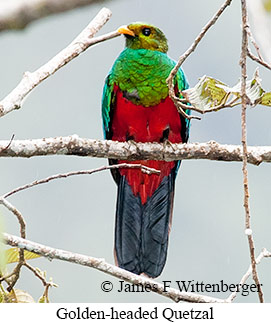 Golden-headed Quetzal - © James F Wittenberger and Exotic Birding LLC