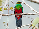 Golden-headed Quetzal - © James F Wittenberger and Exotic Birding LLC