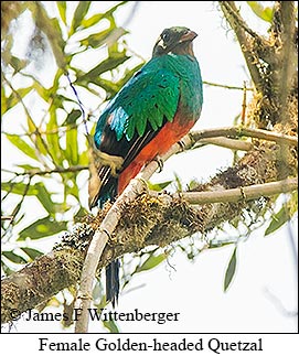 Female Golden-headed Quetzal - © James F Wittenberger and Exotic Birding LLC