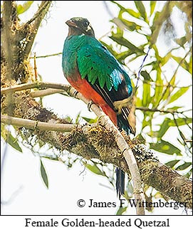 Female Golden-headed Quetzal - © James F Wittenberger and Exotic Birding LLC