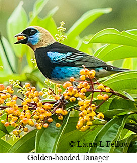 Golden-hooded Tanager - © Laura L Fellows and Exotic Birding LLC