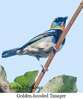 Golden-hooded Tanager - © Laura L Fellows and Exotic Birding LLC