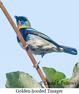 Golden-hooded Tanager - © Laura L Fellows and Exotic Birding LLC