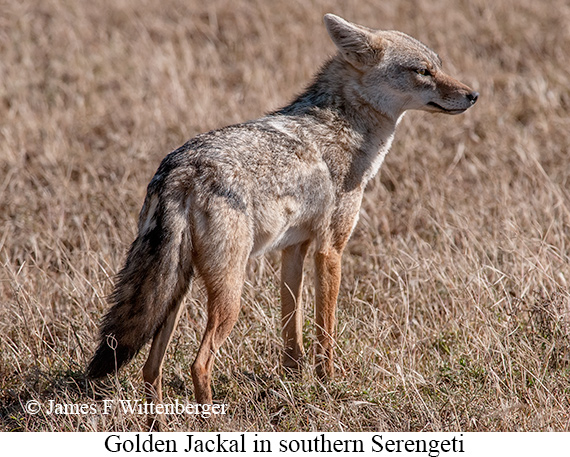 Golden Jackal - © James F Wittenberger and Exotic Birding LLC