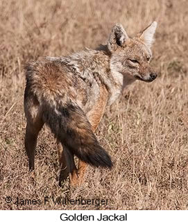 Golden Jackal - &copy; James F Wittenberger and Exotic Birding LLC