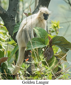 Golden Langur - © James F Wittenberger and Exotic Birding LLC