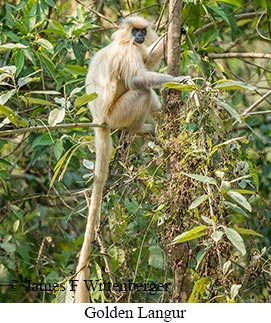 Golden Langur - © James F Wittenberger and Exotic Birding LLC Golden Langur - © James F Wittenberger and Exotic Birding LLC