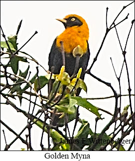 Golden Myna - © James F Wittenberger and Exotic Birding LLC