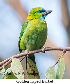 Golden-naped Barbet - © James F Wittenberger and Exotic Birding LLC