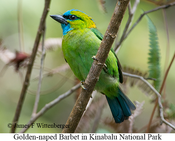 Golden-naped Barbet - © James F Wittenberger and Exotic Birding LLC