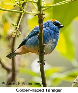 Golden-naped Tanager - © James F Wittenberger and Exotic Birding LLC