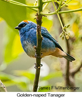 Golden-naped Tanager - © James F Wittenberger and Exotic Birding LLC