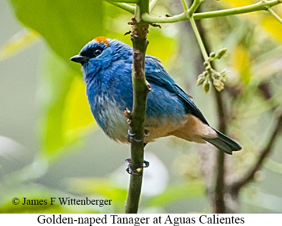 Golden-naped Tanager - &copy; James F Wittenberger and Exotic Birding LLC