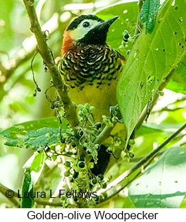 Golden-olive Woodpecker - © Laura L Fellows and Exotic Birding LLC