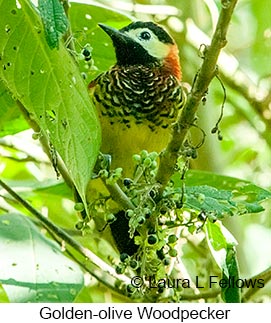 Golden-olive Woodpecker - © Laura L Fellows and Exotic Birding LLC