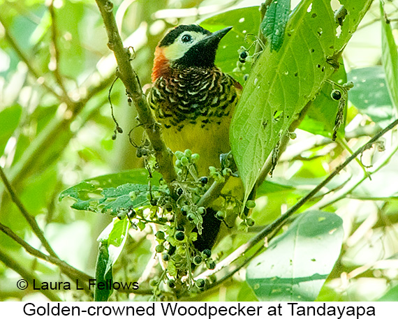Golden-olive Woodpecker - © Laura L Fellows and Exotic Birding LLC Golden-olive Woodpecker - © Laura L Fellows and Exotic Birding LLC