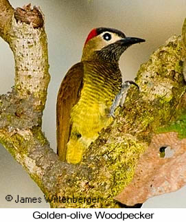 Golden-olive Woodpecker - © James F Wittenberger and Exotic Birding LLC