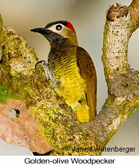 Golden-olive Woodpecker - © James F Wittenberger and Exotic Birding LLC