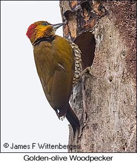 Golden-olive Woodpecker - © James F Wittenberger and Exotic Birding LLC