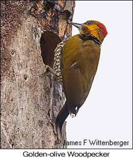 Golden-olive Woodpecker - © James F Wittenberger and Exotic Birding LLC