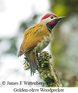 Golden-olive Woodpecker - &copy; James F Wittenberger and Exotic Birding LLC