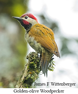 Golden-olive Woodpecker - &copy; James F Wittenberger and Exotic Birding LLC