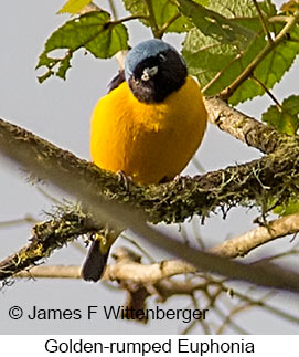 Golden-rumped Euphonia - © James F Wittenberger and Exotic Birding LLC