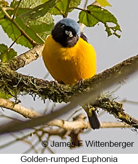 Golden-rumped Euphonia - © James F Wittenberger and Exotic Birding LLC