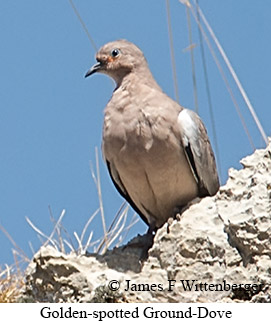 Golden-spotted Ground Dove - © James F Wittenberger and Exotic Birding LLC