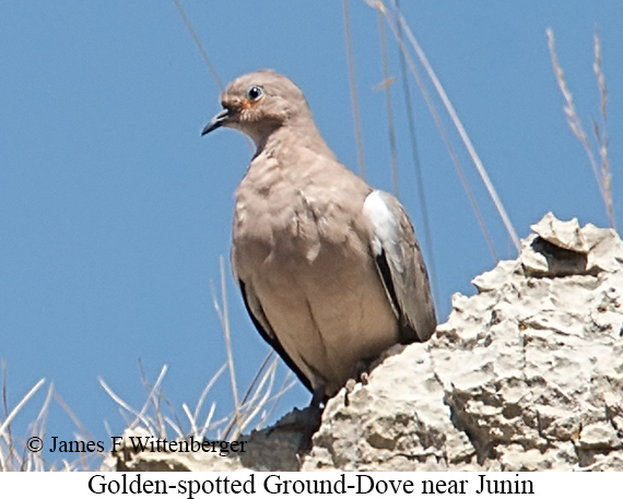 Golden-spotted Ground Dove - &copy; James F Wittenberger and Exotic Birding LLC