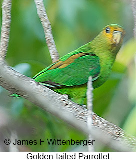 Golden-tailed Parrotlet - © James F Wittenberger and Exotic Birding LLC