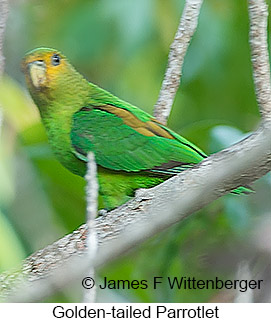 Golden-tailed Parrotlet - © James F Wittenberger and Exotic Birding LLC