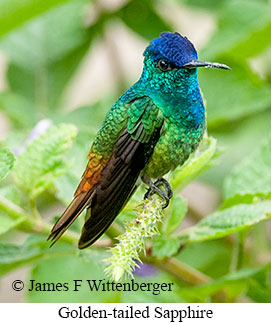 Golden-tailed Sapphire - © James F Wittenberger and Exotic Birding LLC