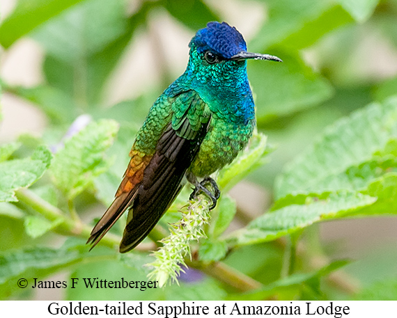 Golden-tailed Sapphire - © James F Wittenberger and Exotic Birding LLC