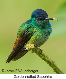 Golden-tailed Sapphire - © James F Wittenberger and Exotic Birding LLC
